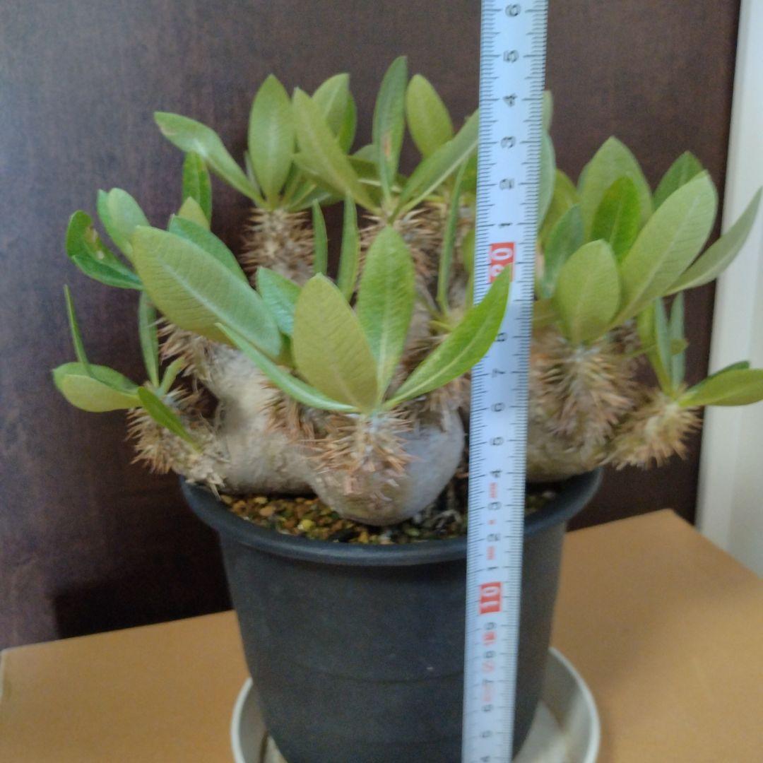 パキポディウム　エブレネウム　Wヘッド