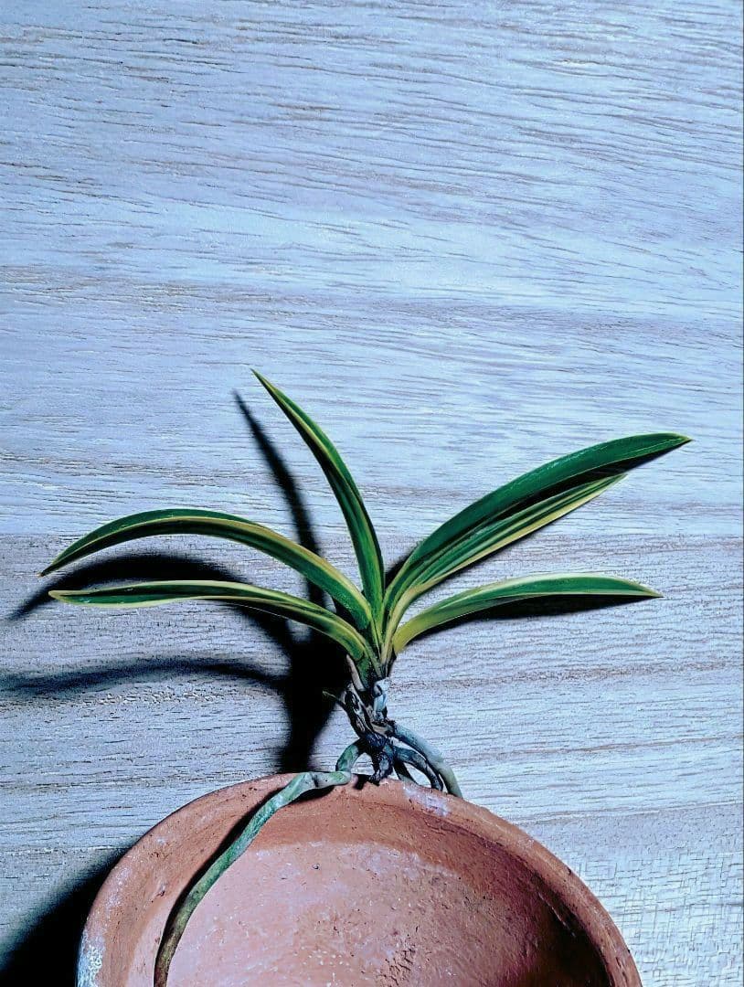 富貴蘭　金牡丹黄縞No.1（無加温作り品）