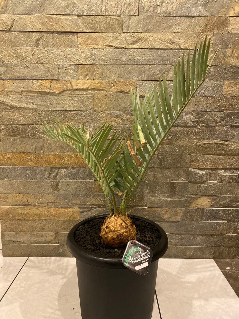 エンセファラルトス　プリンセプス