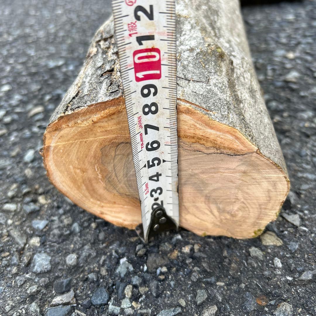 オリーブ　挿し木　太枝挿し木　盆栽