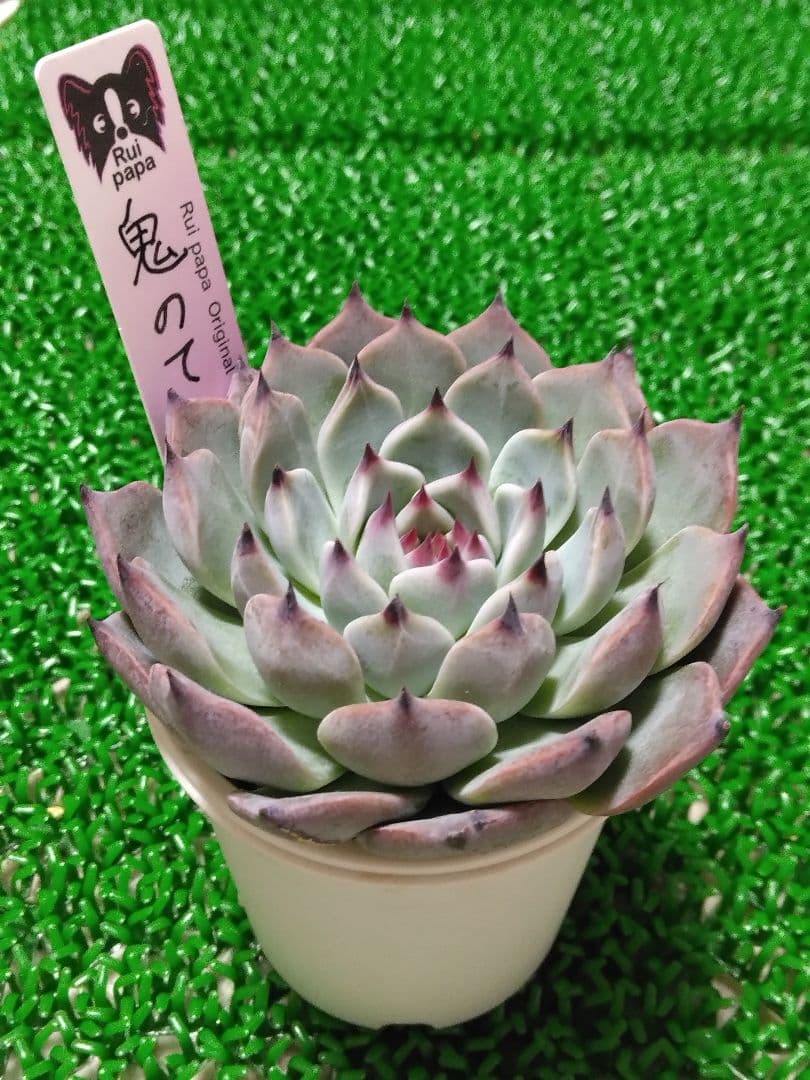 た*こ様 【ルイパパさん苗】命名株 鬼のて【札付き】希少