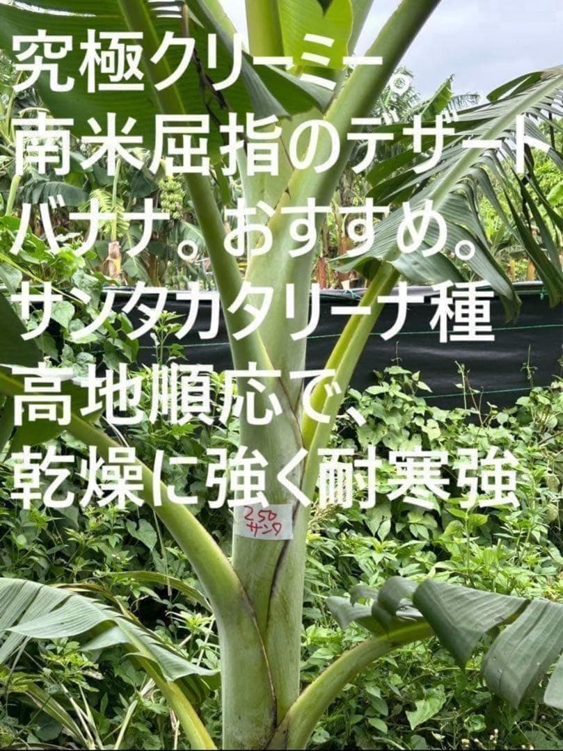 処分◆180cm巨大苗◆サンタカタリーナ◆早生タイプゆえ初心者収穫容易、低木耐寒