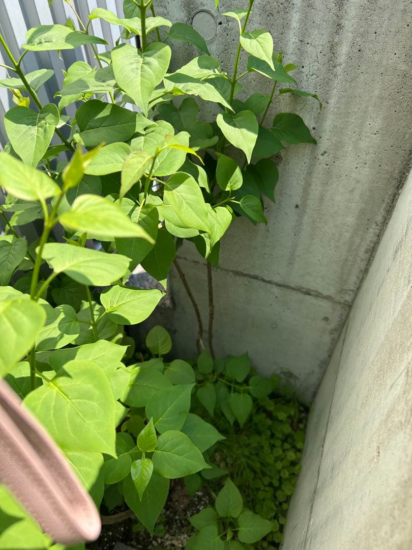 ライラック苗