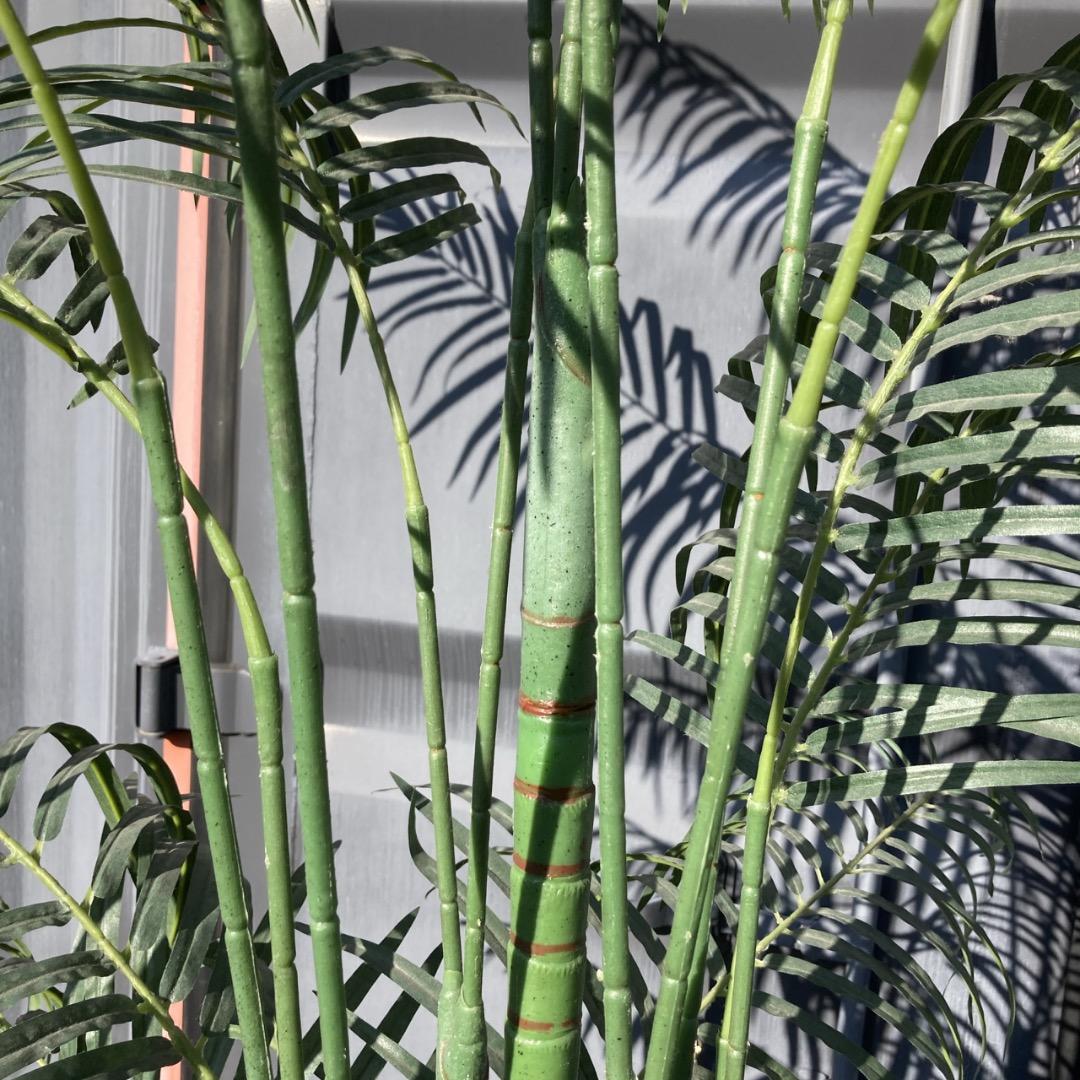 【お値下げOK】大型フェイクグリーン 光触媒人工植物 光の楽園 高さ約260cm