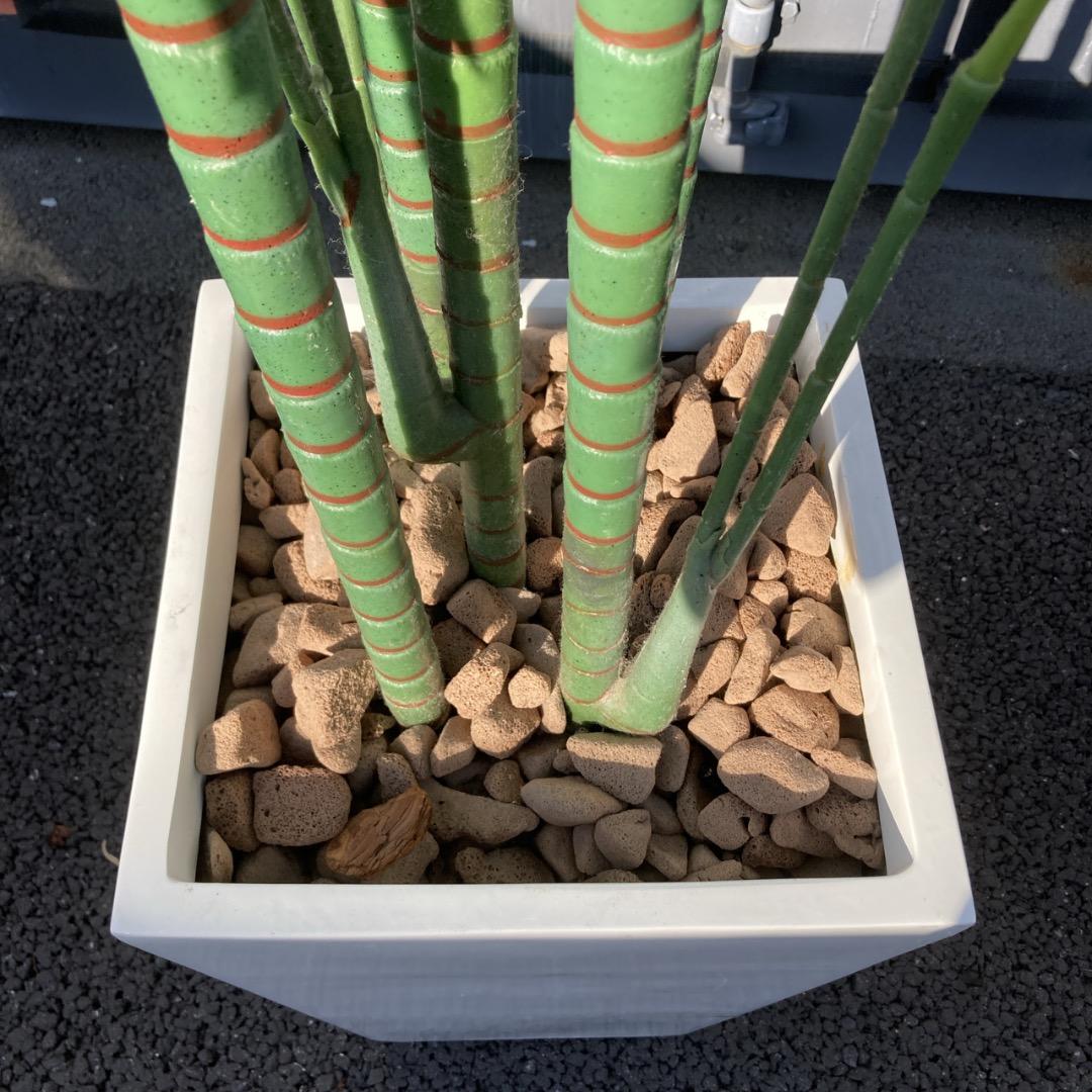 【お値下げOK】大型フェイクグリーン 光触媒人工植物 光の楽園 高さ約260cm