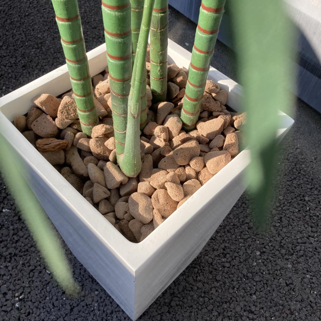 【お値下げOK】大型フェイクグリーン 光触媒人工植物 光の楽園 高さ約260cm