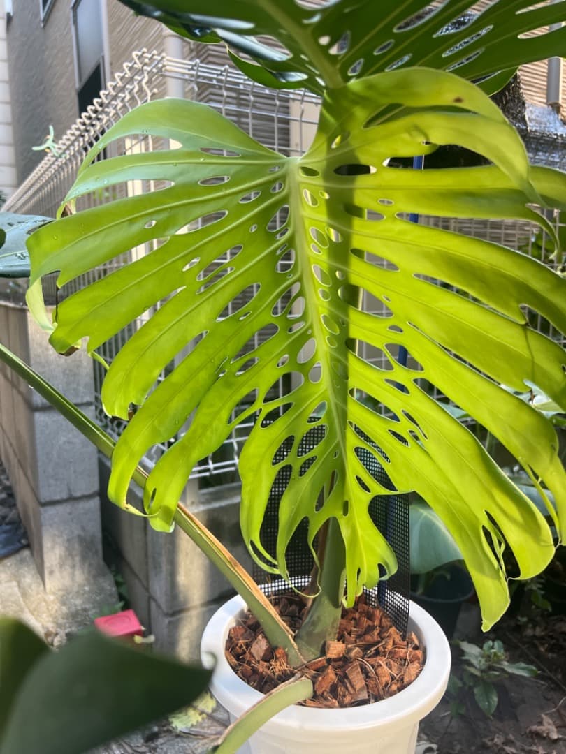 モンステラ マクロコズム 成長株