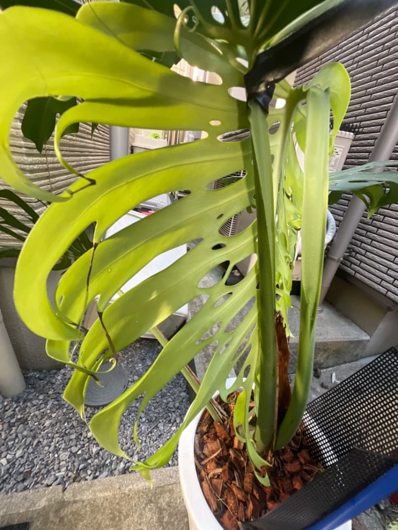 モンステラ マクロコズム 成長株