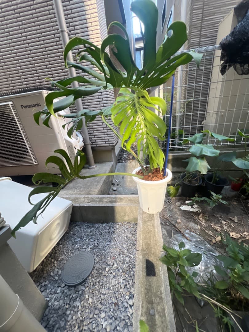 モンステラ マクロコズム 成長株