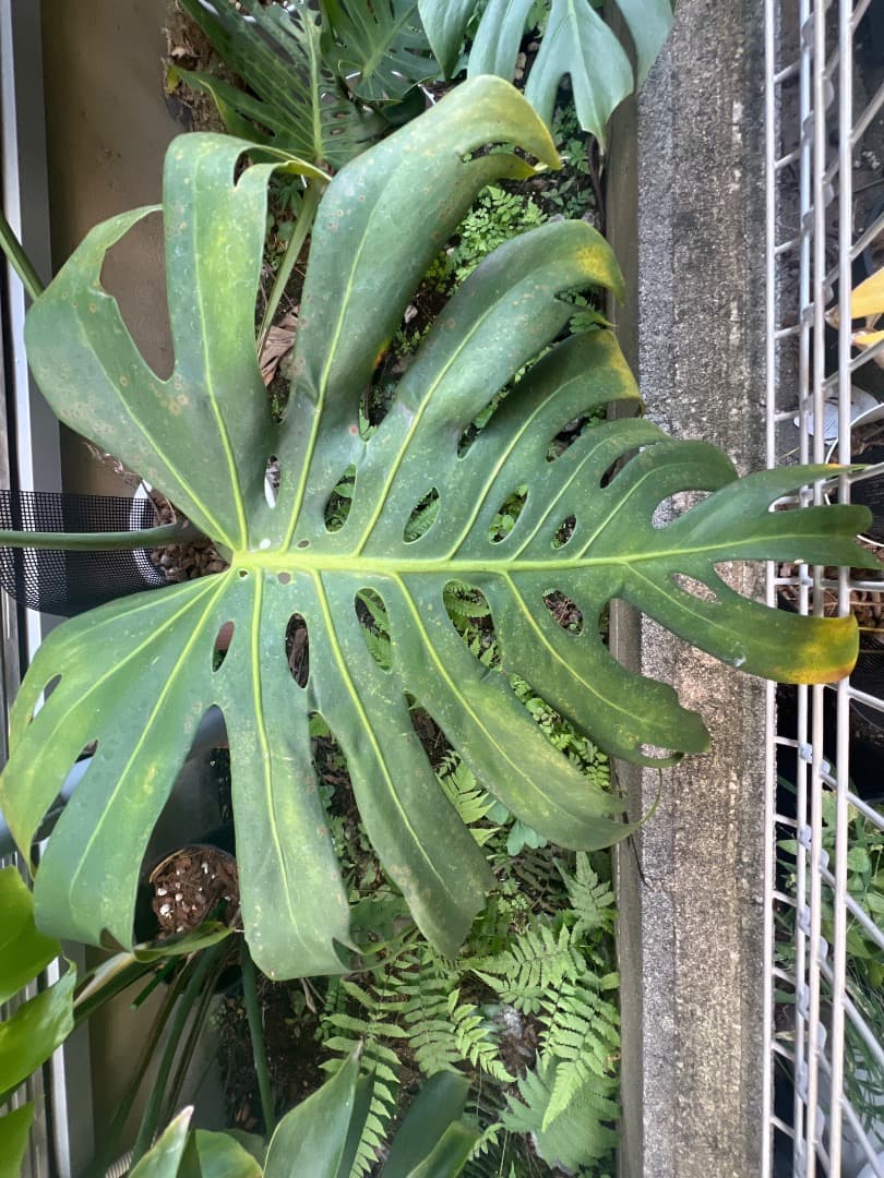 モンステラ マクロコズム 成長株