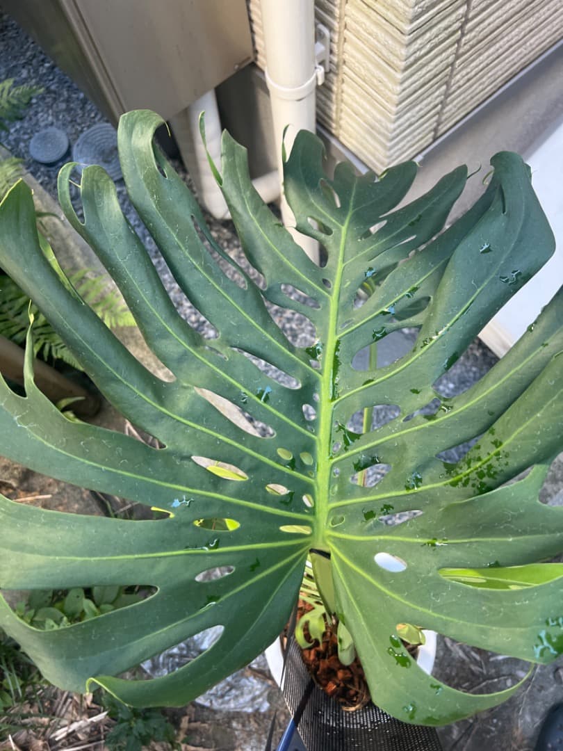 モンステラ マクロコズム 成長株