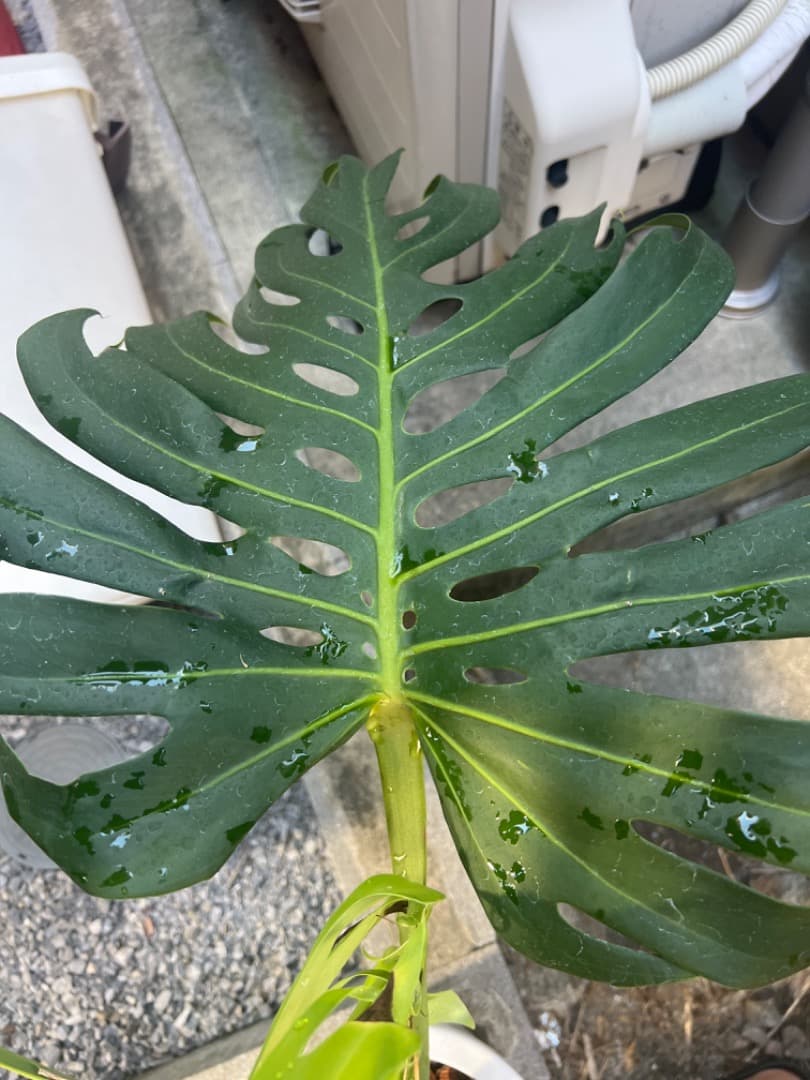 モンステラ マクロコズム 成長株