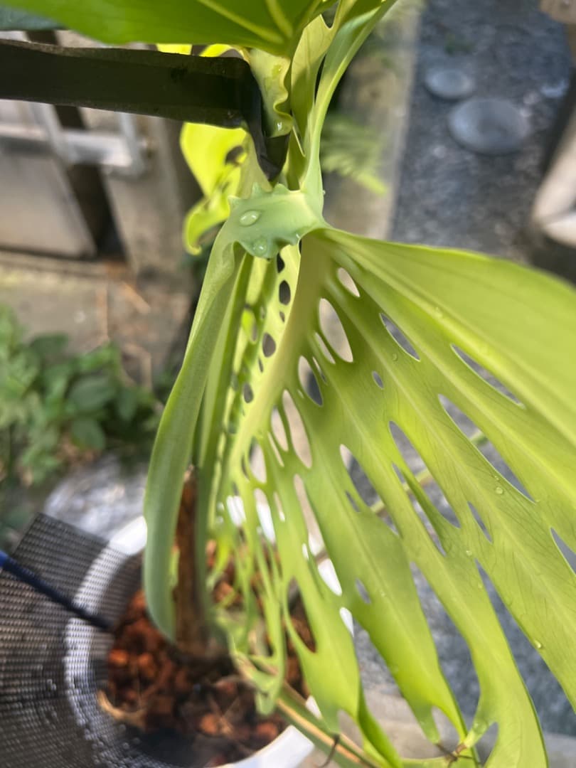 モンステラ マクロコズム 成長株