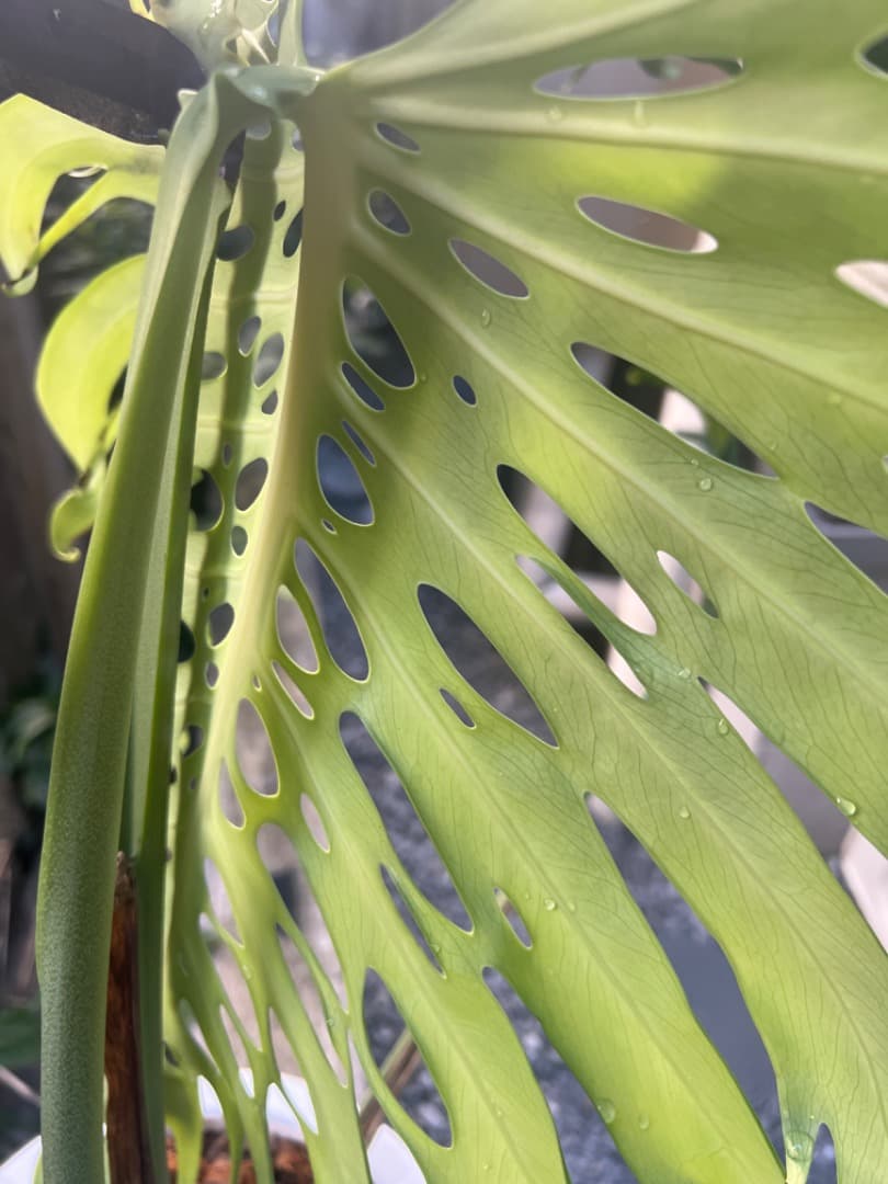 モンステラ マクロコズム 成長株