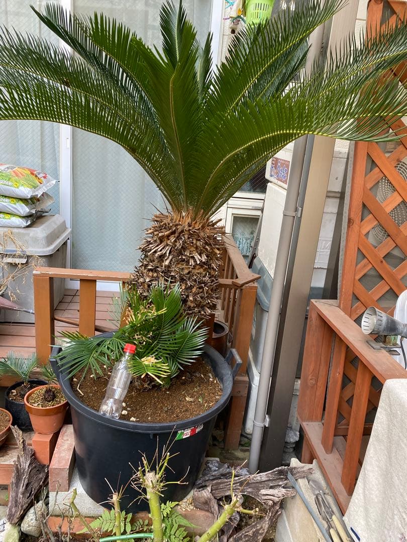 ソテツ　引き取り限定