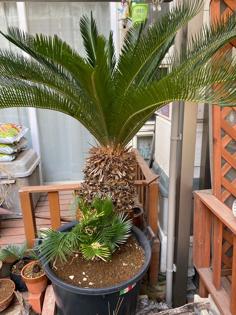 ソテツ　引き取り限定