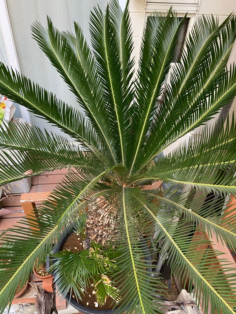 ソテツ　引き取り限定