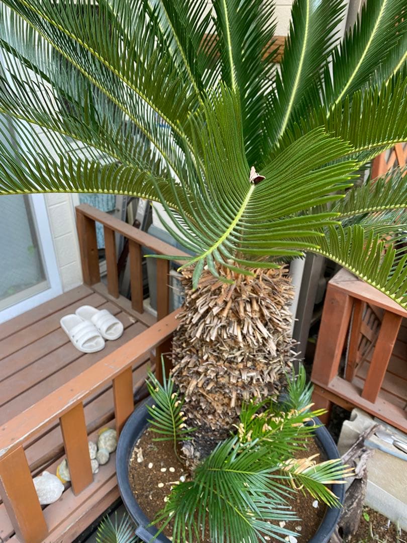 ソテツ　引き取り限定