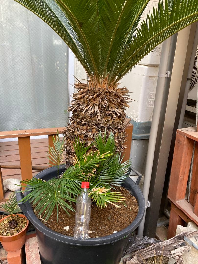 ソテツ　引き取り限定