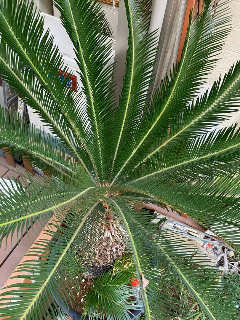 ソテツ　引き取り限定