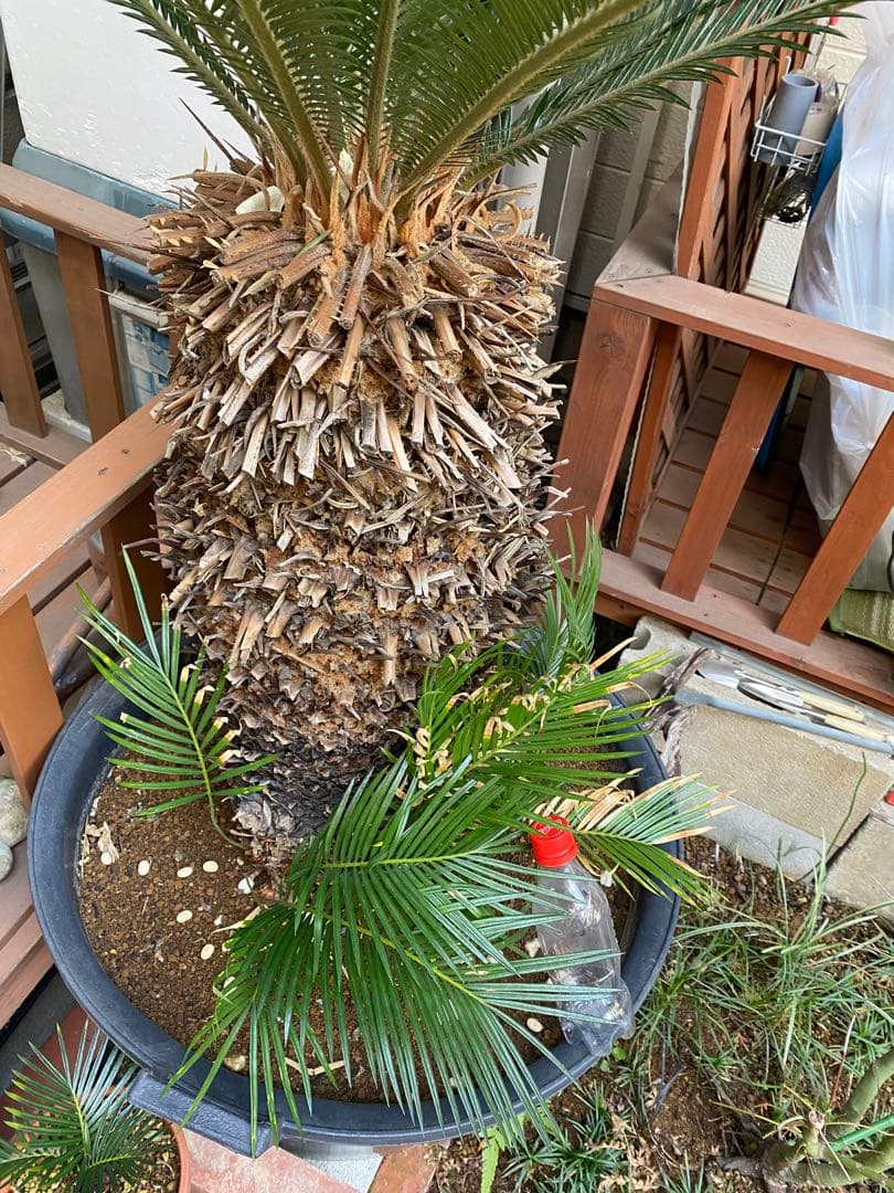 ソテツ　引き取り限定