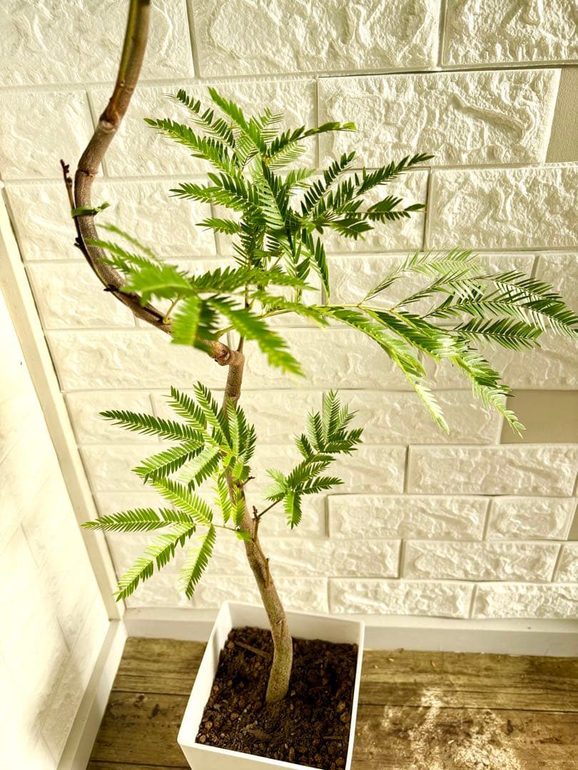 エバーフレッシュ⭐️曲がり⭐️観葉植物