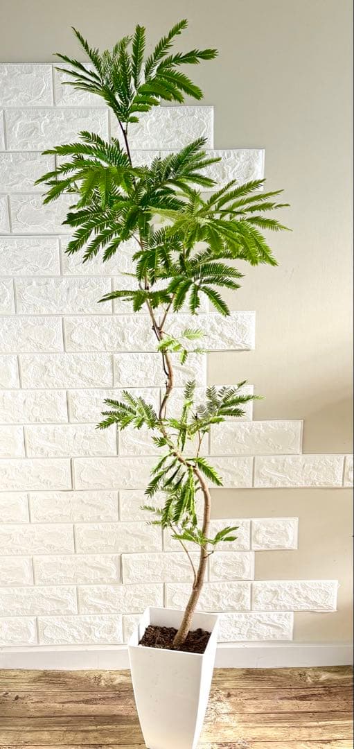 エバーフレッシュ⭐️曲がり⭐️観葉植物