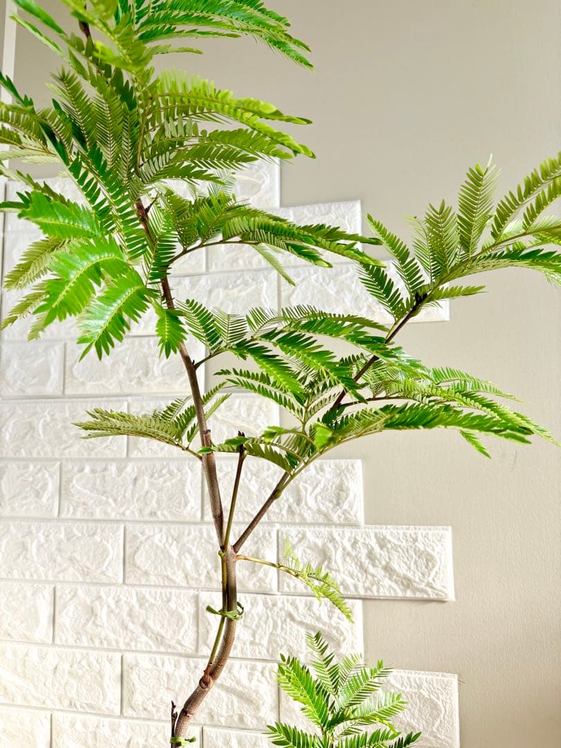 エバーフレッシュ⭐️曲がり⭐️観葉植物