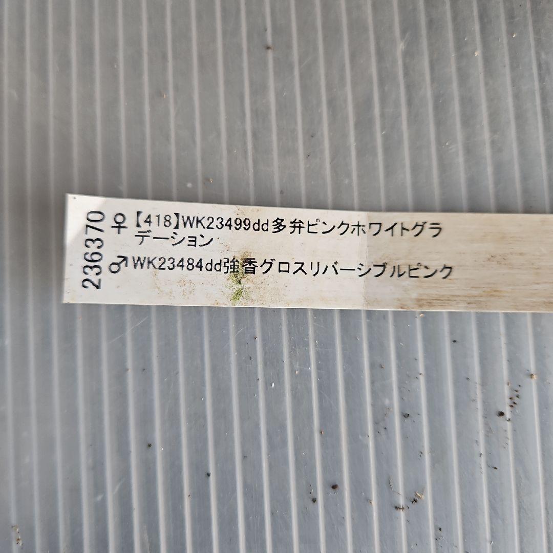 蒼ララ様お取り置き苗㉖-510クリスマスローズ