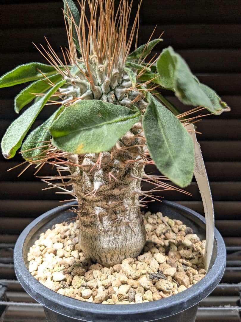 CactusGreen産 パキポディウム ナマクアナム - 光堂