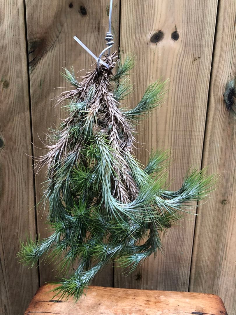 ティランジア・フンキアナ・クランプ