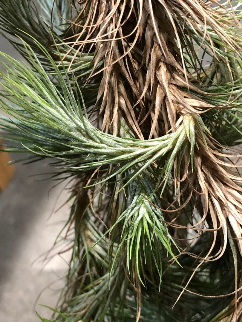 ティランジア・フンキアナ・クランプ