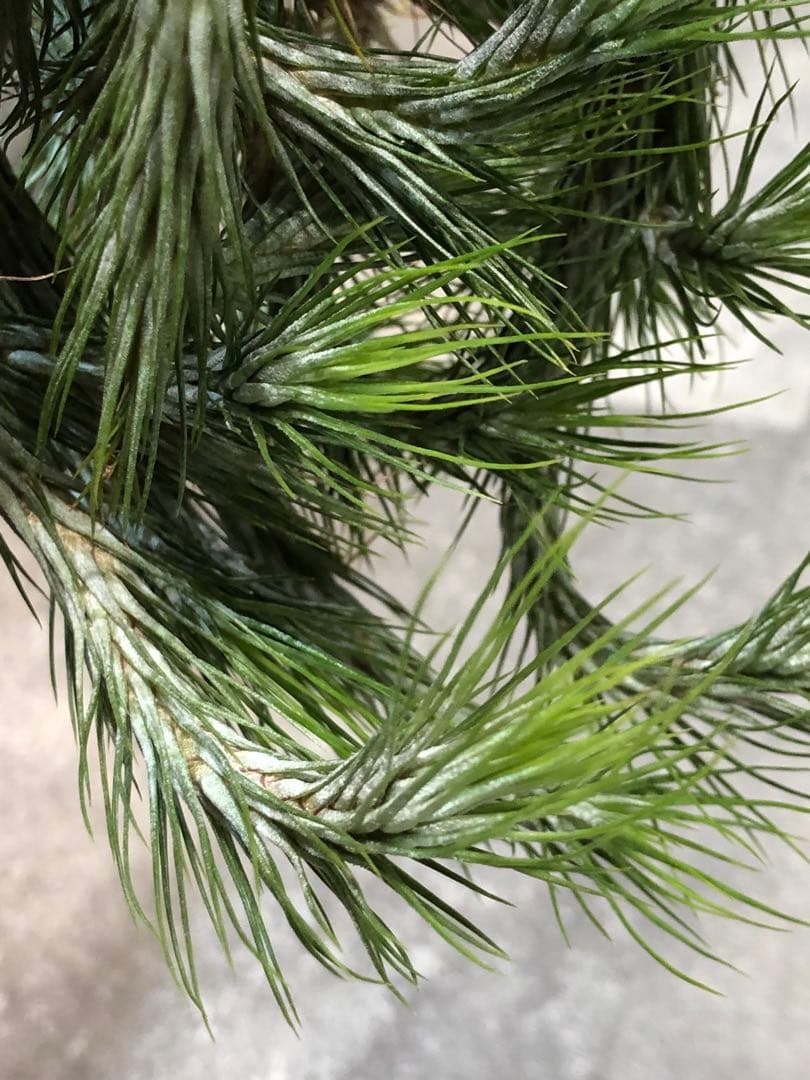 ティランジア・フンキアナ・クランプ