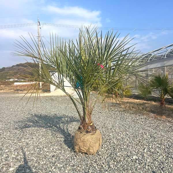 ココスヤシ パームツリー Butiayatay 椰子 ヤシの木