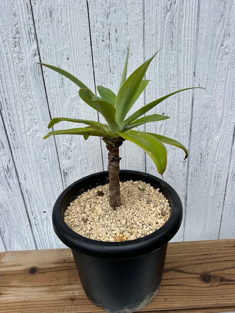 アガベアテナータ　幹立ち Agaveattenuata