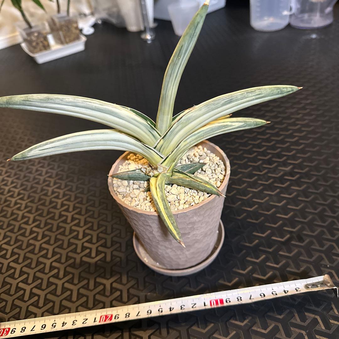 サンスベリア ブルークローン　斑入り