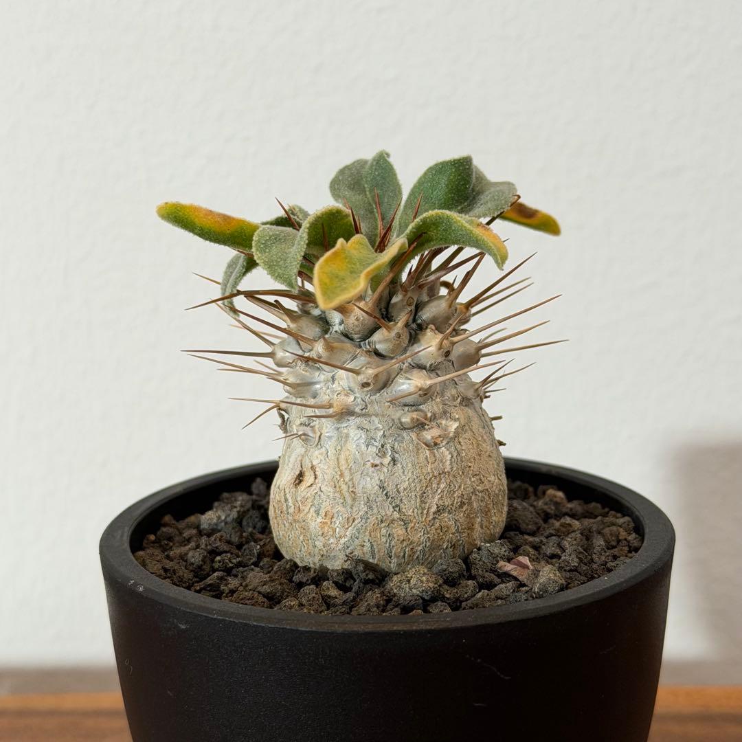 【希少】パキポディウムナマクアナム 光堂 塊根植物 多肉 コーデックス