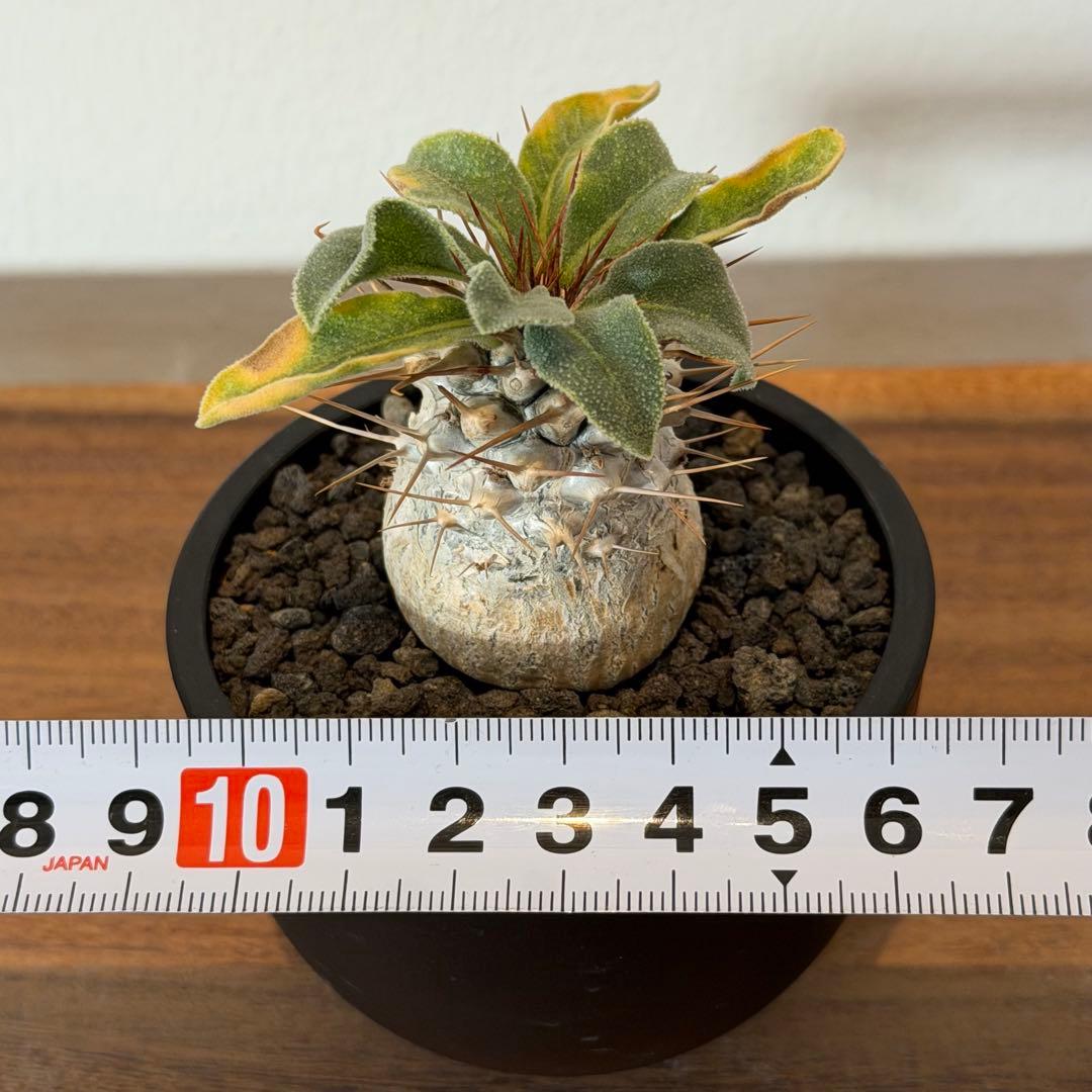 【希少】パキポディウムナマクアナム 光堂 塊根植物 多肉 コーデックス