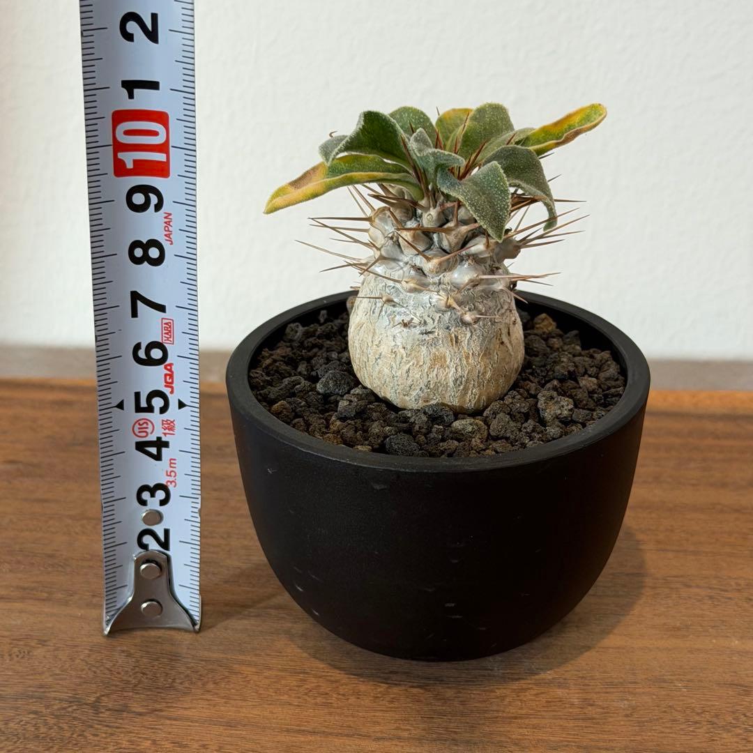 【希少】パキポディウムナマクアナム 光堂 塊根植物 多肉 コーデックス