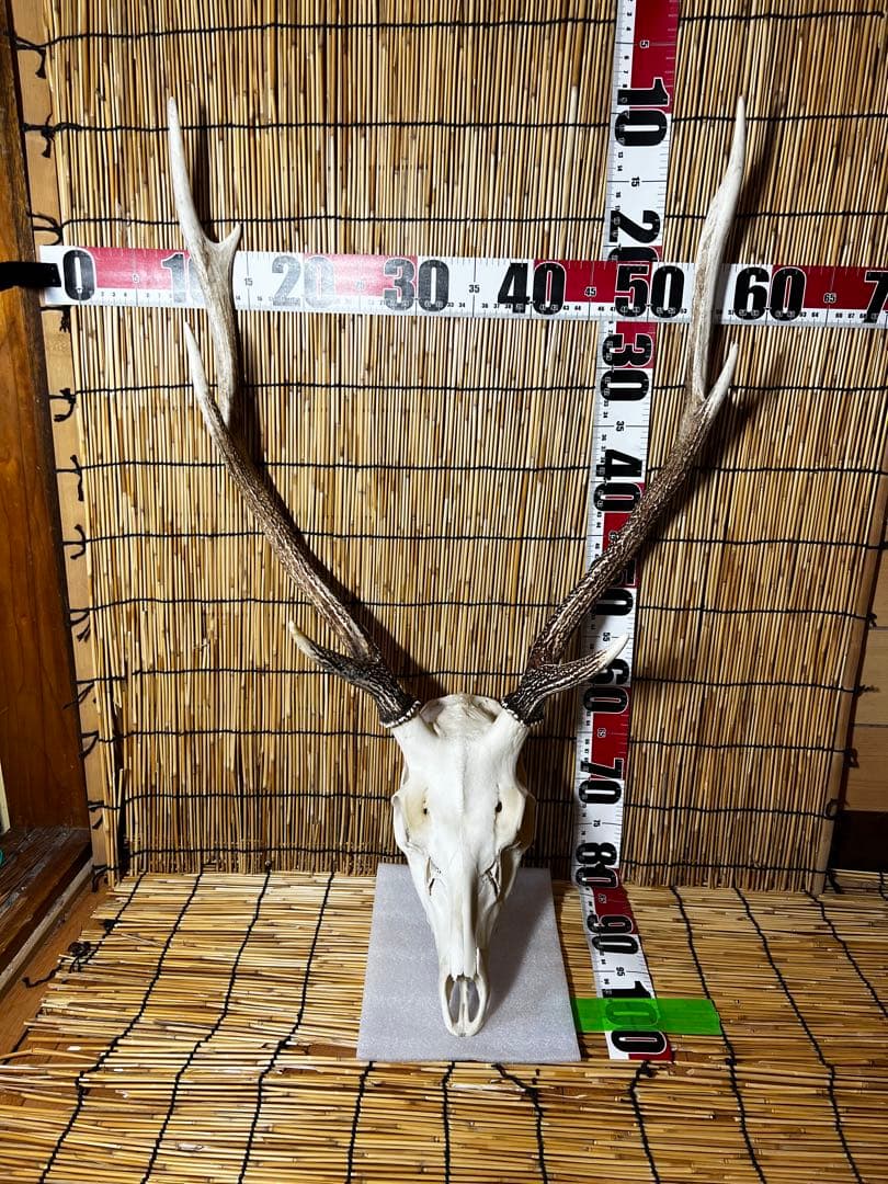 ニホンジカハンティングトロフィー 鹿の角 送料込A01