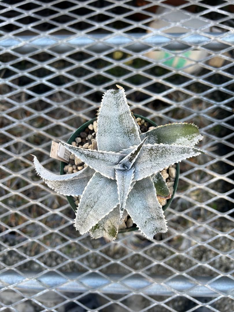 DBディッキア Dyckia marnier-lapostollei ⑶