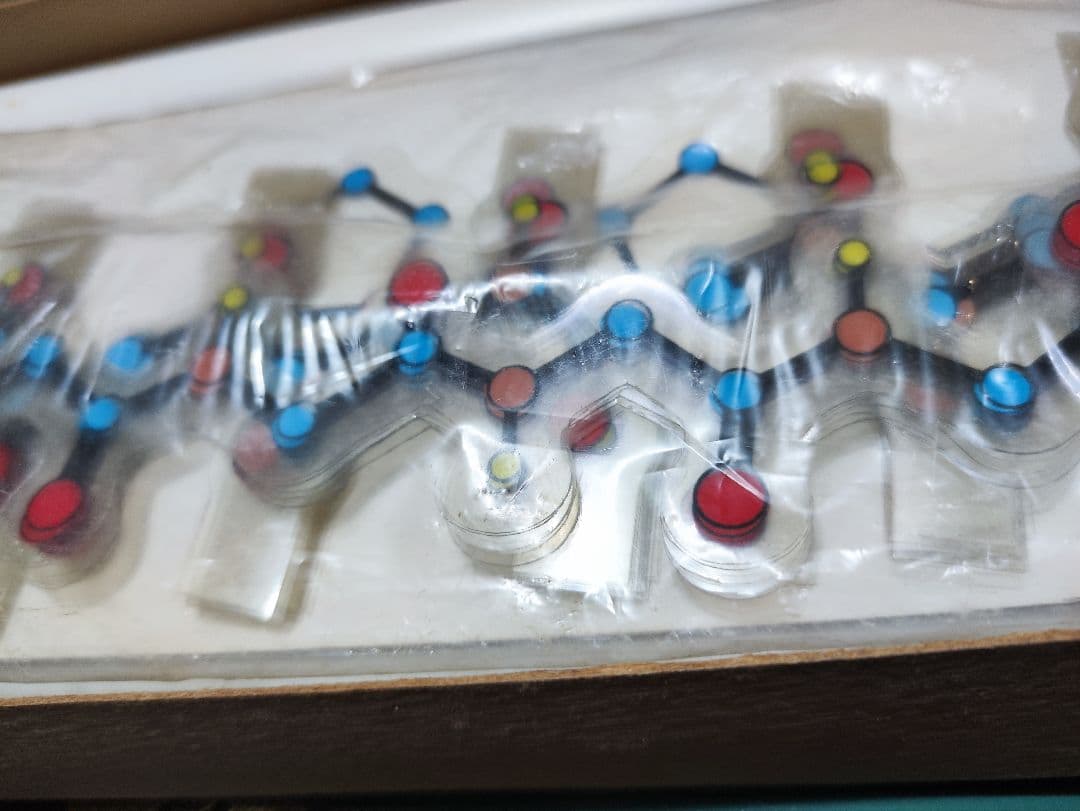 DNA立体模型 オミグロビン立体模型 共立出版