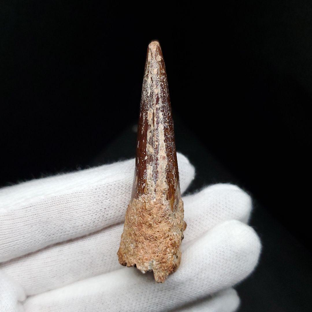 美品 スピノサウルス 本物 モロッコ産 55mm sp443