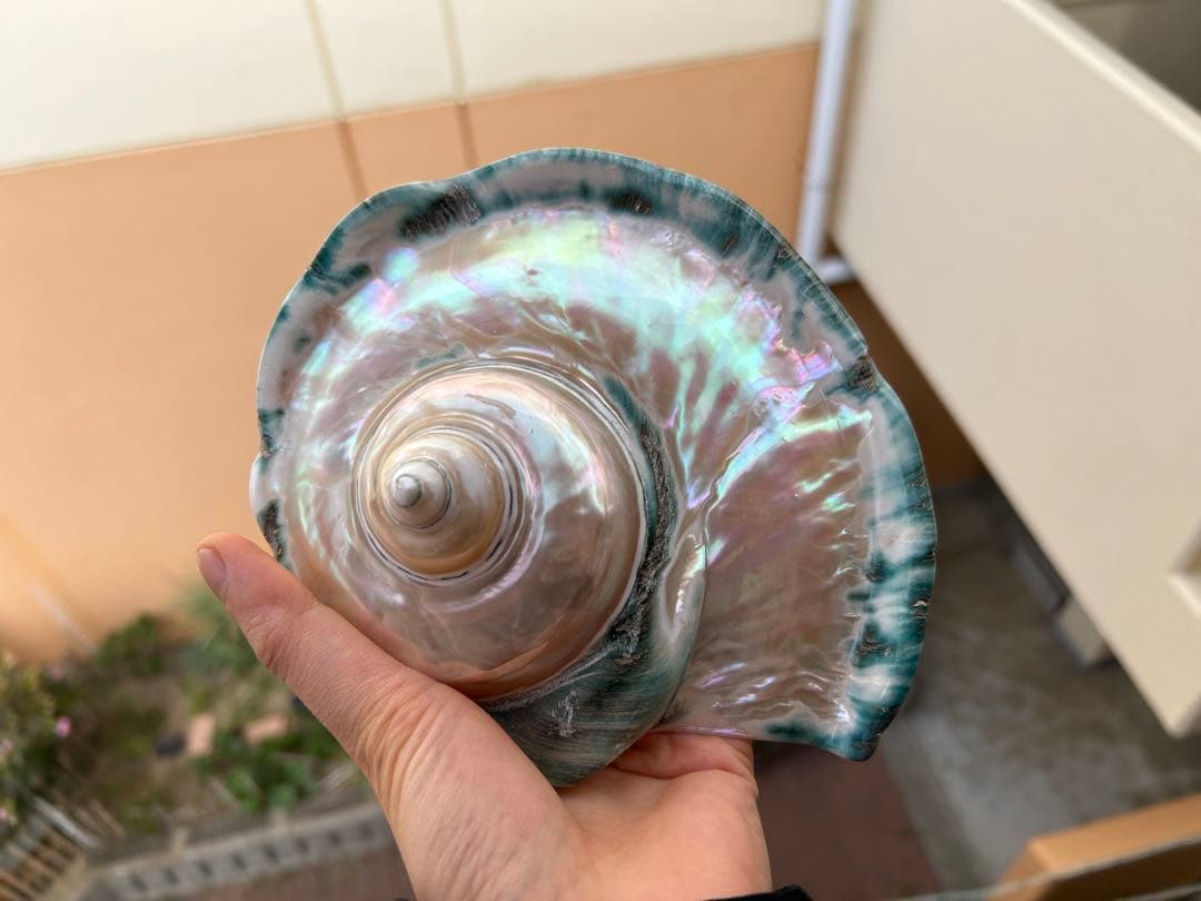 夜光貝　ヤコウ貝　真珠磨き　インテリア　　　　飾り物　アクセサリー　オブジェ