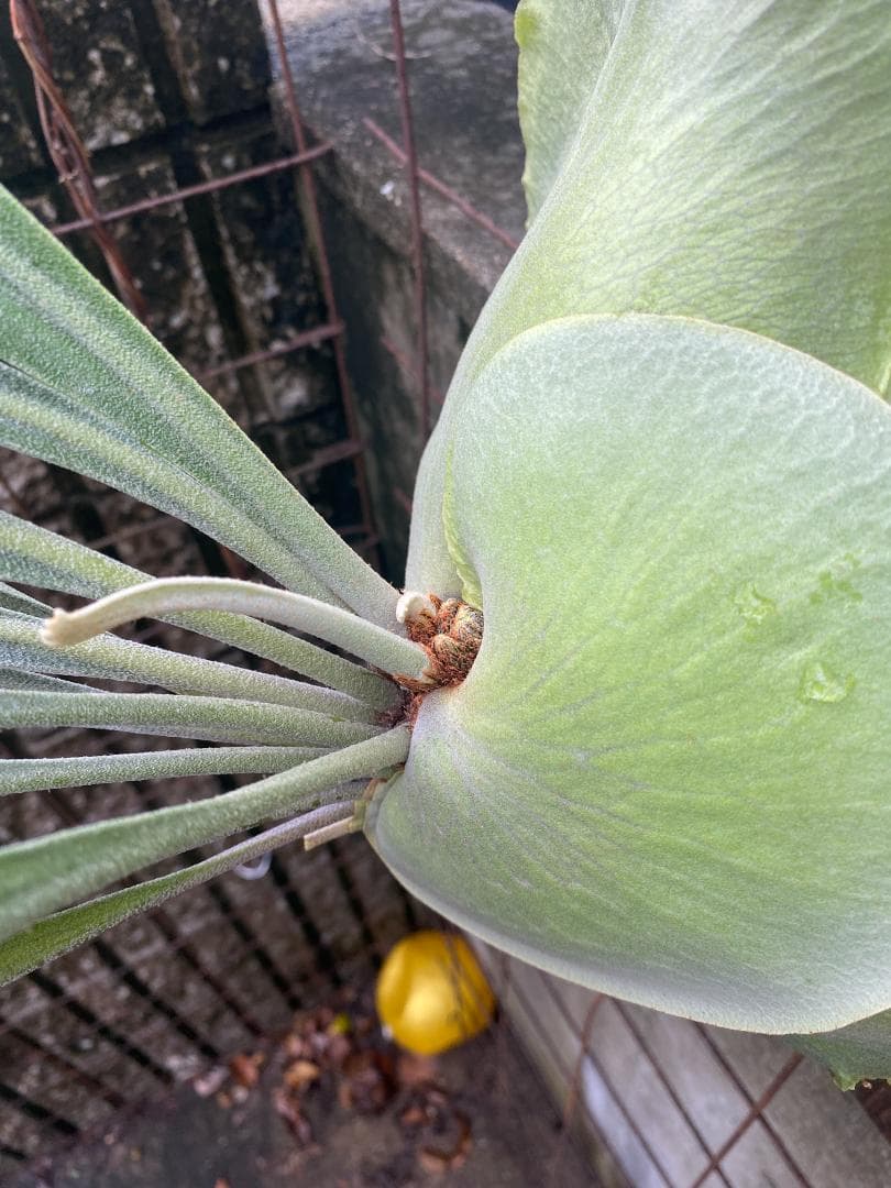 ぐ*う様 マウントルイス　胞子培養株　特大サイズ　個人選抜
