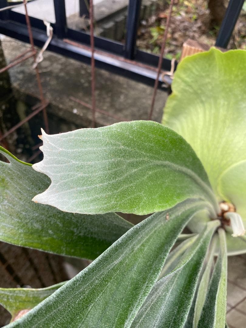 ぐ*う様 マウントルイス　胞子培養株　特大サイズ　個人選抜