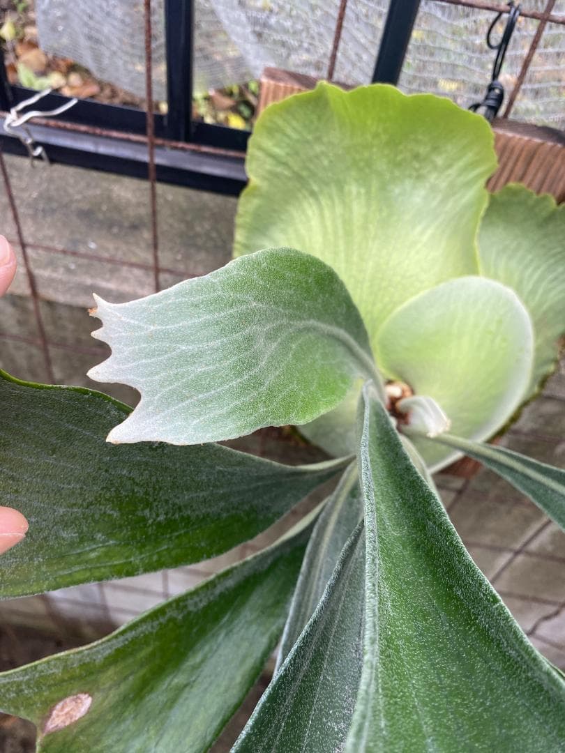 ぐ*う様 マウントルイス　胞子培養株　特大サイズ　個人選抜