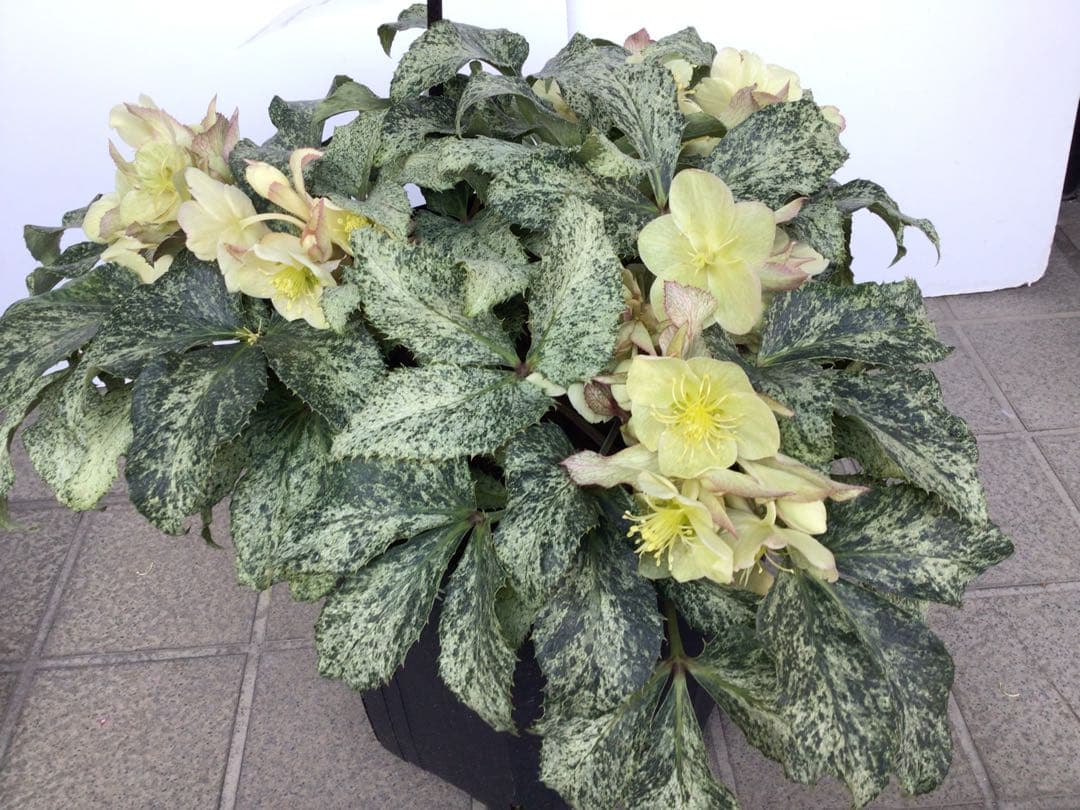 ① お値下げ品‼︎ 斑入りの葉が美しい5年物のクリスマスローズ・スノーフィーバー