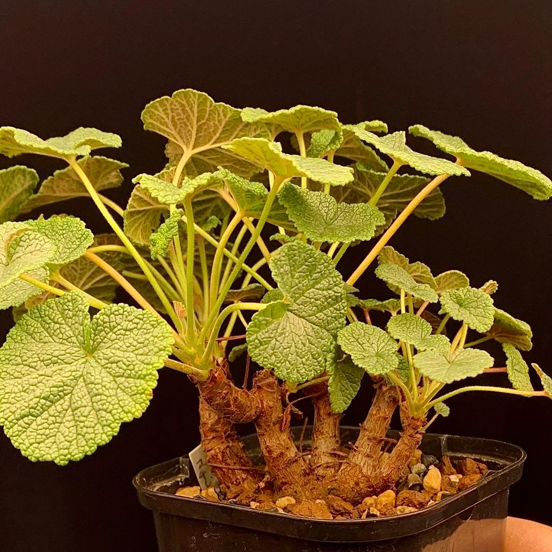 超特別選抜株放出！　ペラルゴニウム　コチレドニス　多肉植物　塊根植物　実生