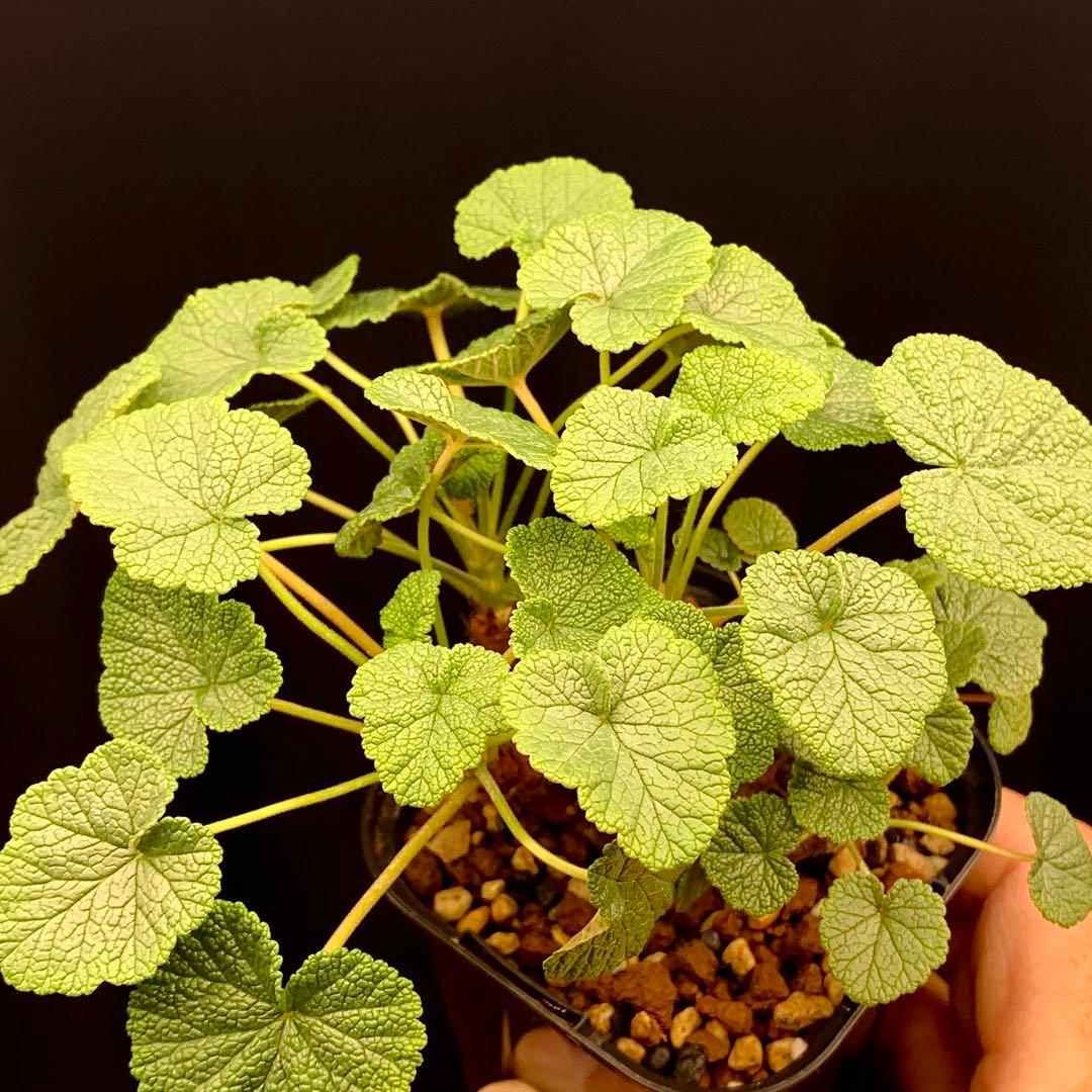 超特別選抜株放出！　ペラルゴニウム　コチレドニス　多肉植物　塊根植物　実生